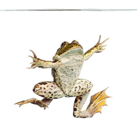 Frog Pictures, Turtle Swimming, Frog Drawing, Funny Frogs, Frog Art, Under Water, Frog And Toad, Watercolor Animals, Amphibians