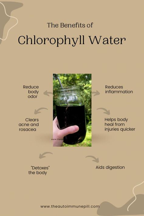 Whats all the hype about chlorophyll water? Is there any benefits to drink chlorophyll water? Save this quick refrence guide that gives you the run down on the benefits chlorophyll water has to offer! #chlorophyll #chlorophyllwater #naturalremedy Benefits Of Chlorophyll, Chlorophyll Benefits, Chlorophyll Water, Body And Health, Body Inflammation, Herbs For Health, Body Healing, Health Knowledge, Natural Health Remedies