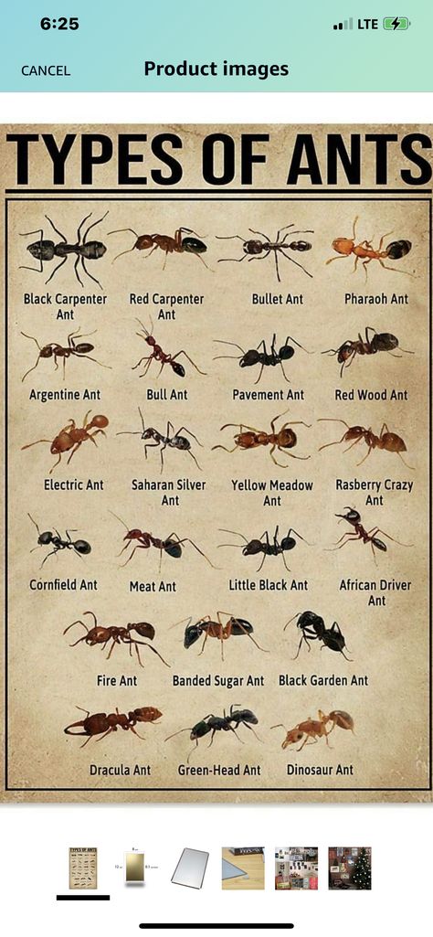 Interesting Charts, Crawling Animals, Animal Knowledge, Wood Ants, Sugar Ants, Big Cat Species, Types Of Ants, Ant Species, Queen Ant