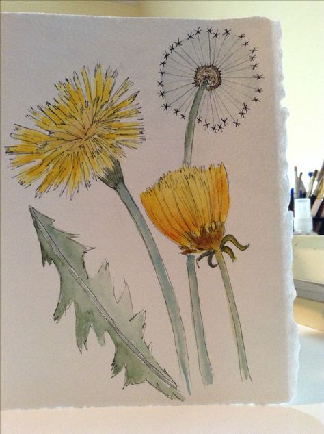 Yellow Dandelion Painting, Dandelion Simple Drawing, Dandelion Drawing, Dandelion Painting, White Dandelion, Dandelion Art, Aesthetic Painting, Watercolor Drawing, Watercolor And Ink