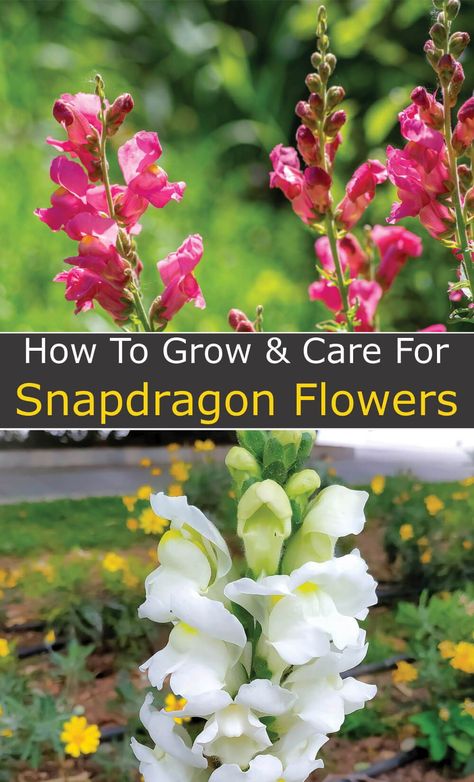 Snapdragon Flowers, Growing Cut Flowers, Herbs Plants, Dragon Garden, Hardiness Zones, Cut Flower Garden, Wildflower Garden, Flower Care, Fragrant Flowers