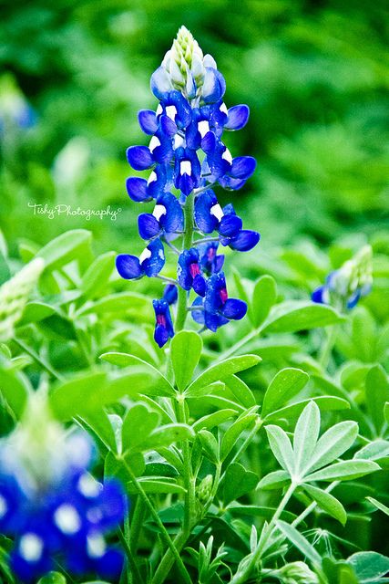 Blue Bonnet Flower, Flesh Art, Blue Bonnet, Texas Bluebonnets, Coral Bells, White Coral, Blue Bonnets, Watercolor Cards, Austin Tx