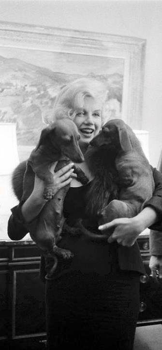 marilyn and dachshunds | Marilyn and her dachshunds .1959 | Weenie - Of course she had dachshunds!! Dachshund Breed, Dachshund Funny, Joe Dimaggio, Weenie Dogs, Marilyn Monroe Photos, Dachshund Lovers, Norma Jean, Norma Jeane, Dachshund Love