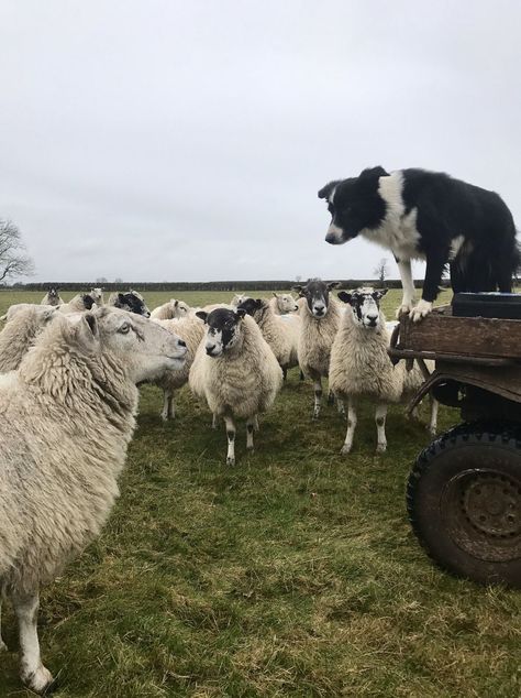 Border Collie Herding Sheep, Border Collies Herding, Working Border Collie, Border Collie Herding, Border Collie Colors, Australian Shepherd Red Tri, Australian Shepherd Puppies, Sheep Farm, Herding Dogs