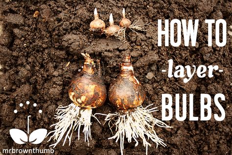 How to layer garden bulbs Layer Garden, Bulbs Garden Design, Spring Garden Flowers, Hot Tub Garden, Backyard Garden Landscape, Spring Flowering Bulbs, Garden Bulbs, Flower Gardening, Focal Points