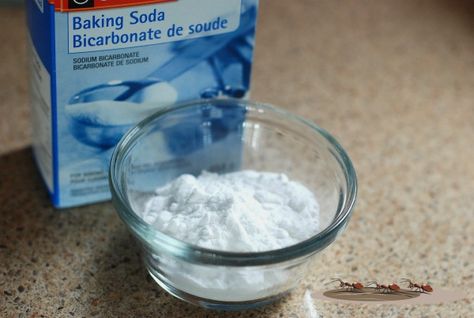 Baking soda and confectioner's sugar makes a good ant killer Baking Soda Uses, Sodium Bicarbonate, Big Mac, Natural Home Remedies, House Cleaning Tips, Kefir, Cider Vinegar, Apple Cider Vinegar, Cleaning Tips