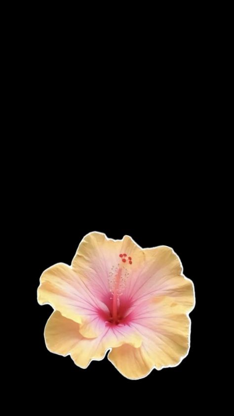 Yellow Hibiscus Yellow Hibiscus Flower, Hibiscus Wallpaper, Flower Background Iphone, Yellow Hibiscus, Hibiscus Flower, Hibiscus Flowers, Flower Backgrounds, Flower Wallpaper, Iphone Background