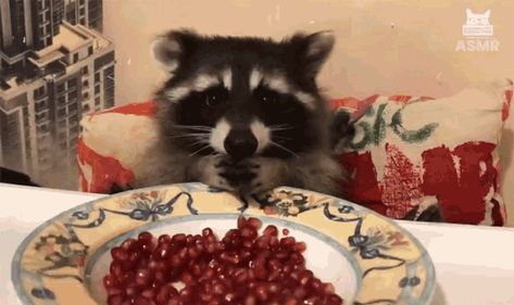 Hungry Gif, Pomegranate How To Eat, Eating Gif, Raccoon Drawing, Banner Gif, Trash Panda, Racoon, Gremlins, Pomegranate