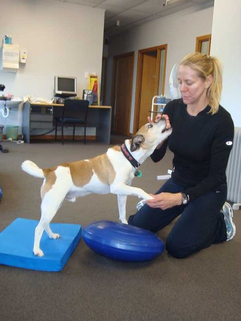 Canine physiotherapy Veterinary Physiotherapy, Canine Rehabilitation, Dog Physical Therapy, Animal Rescue Fundraising, Animal Rescue Ideas, Train A Dog, Dog Wellness, House Training Dogs, Dog Best Friend