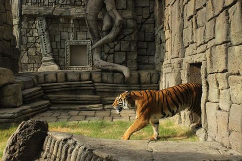 Tiger Enclosure Design, Zoo Concept Art, Planet Games, Zoo Enclosures, Tiger Habitat, Zoo Boo, Tiger Zoo, Zoo Inspiration, Zoo Games