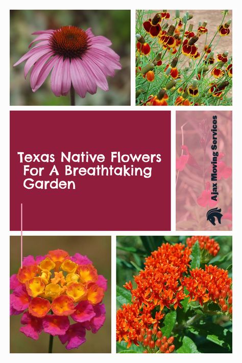 If you're looking for a colorful and unique addition to your home garden, consider adding some native Texas flowers. These beautiful blooms are perfect for creating a one-of-a-kind space that is sure to impress your neighbors and friends. Texas native flowers come in a wide range of colors, shapes, and sizes, so you're sure to find the perfect match for your garden. Keep reading to learn more about some of the best Texas native flowers for your garden. Texas Native Perennials, Texas Native Pollinator Plants, Zone 9 Flower Gardening Texas, Texas Pollinator Garden, Texas Flowers Garden Ideas, Central Texas Flower Bed Ideas, Texas Zone 8 Landscaping, Texas Native Flowers, Front Flower Bed Ideas Texas