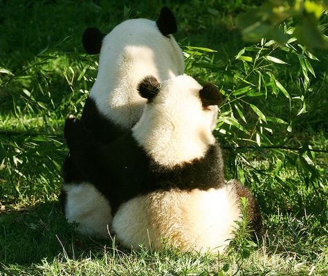 cuddle Panda Hug, Somebunny Loves You, Panda Love, Giant Panda, Cute Panda, Animals Of The World, Baby Bear, Panda Bear, Cute Photos