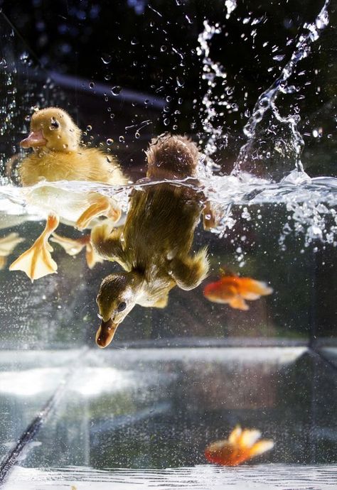 Imaginary Animals, Animal Gifts, A Court Of Mist And Fury, Bird Photo, Underwater Photography, Underwater World, Coral Reef, Nature Animals, Pet Gifts