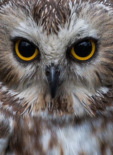 Animal Eyes Photography, Animal Eyes Close Up, Owls Eyes, Animals Eyes, Saw Whet Owl, Eyes Photo, Animal Eyes, Owl Photography, Owl Images