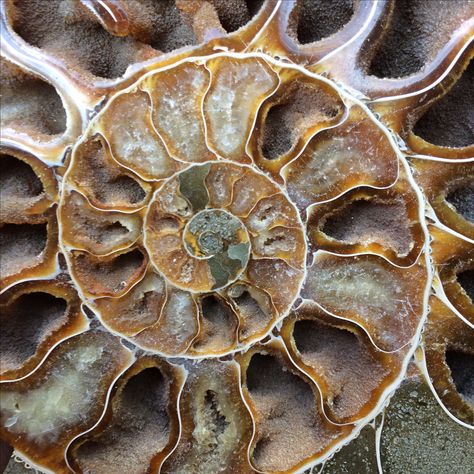 Fossils Aesthetic, Fibonacci In Nature, Spirals In Nature, Spiral Shell, Fibonacci Spiral, Everything Is Connected, Nautilus Shell, Natural Forms, Patterns In Nature