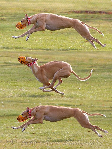 Greyhound stride | by myhorse Greyhound Running, Running Greyhound, Running Muscles, Extreme Flexibility, Dog Runs, Working Dogs, The Double, Greyhound, Body Works