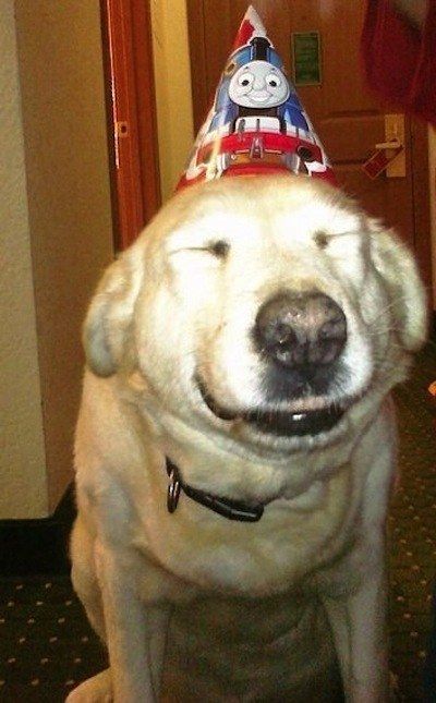 They’ll wear a dorky birthday hat because they know it makes you happy. | An Ode To Old Dogs Smiling Dog, Happy Birthday Dog, Silly Dogs, Funny Dog Pictures, Smiling Dogs, Silly Animals, Funny Happy, Old Dogs, Senior Dog