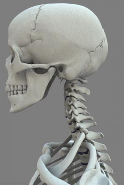 Neck Muscle Anatomy, Tmj Headache, Weak Bones, Human Skeleton Anatomy, Anatomy Bones, Skull Anatomy, Skull Reference, Skeleton Anatomy, Skeleton Drawings