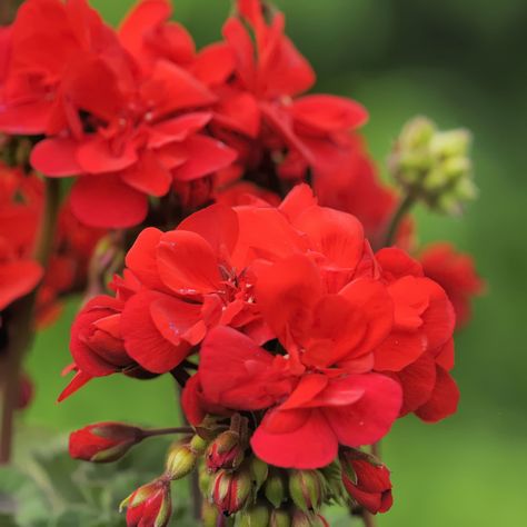 Pots Garden Ideas, Pruning Geraniums, Flower Garden For Beginners, Garden Ideas Flower, Growing Geraniums, Geranium Care, Geraniums Garden, Garden For Beginners, Flower Garden Ideas