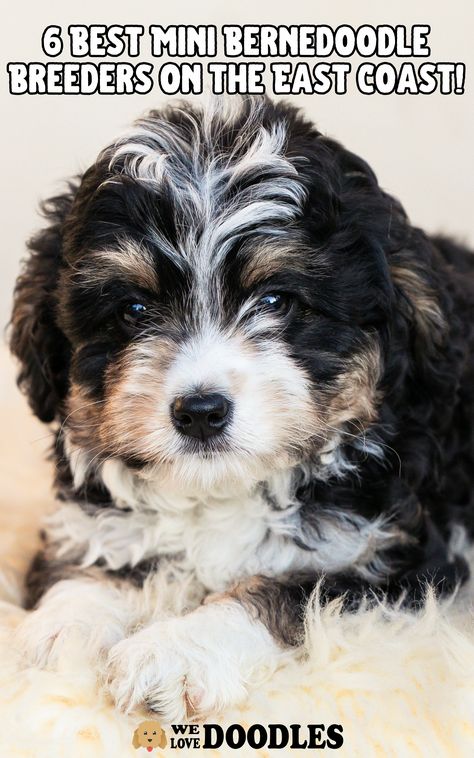 Smart and goofy, the mini Bernedoodle is an adorable fluffy teddy bear. Their adorable nature and easygoing temperament makes them a perfect companion for families, children, and singles. Whether you’re watching a movie or going for a walk, a mini Bernedoodle will enjoy your company. Bernedoodle Black, Micro Bernedoodle Full Grown, Full Grown Mini Bernedoodle, Bernadoodles Full Grown, Toy Bernedoodle Full Grown, Fluffy Teddy Bear, Mini Bernedoodle, Unique Dog Breeds, Beautiful Dog Breeds