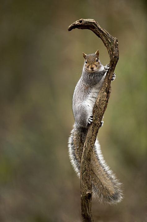 #NoelitoFlow . Repin & Like and follow here… Squirrel Photography, Tree Rat, Squirrel House, Gray Squirrel, Grey Squirrel, Squirrel Pictures, Fox Squirrel, Squirrel Girl, I Love Jesus