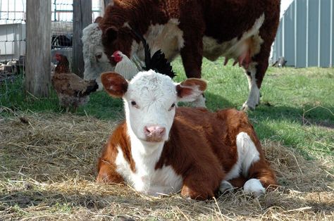 hereford calf Calf Lying Down, Bison Pictures, Hereford Cows, Barn Swallow, Cattle Breeds, Farm Photography, Baby Cow, Cow Calf, Baby Cows