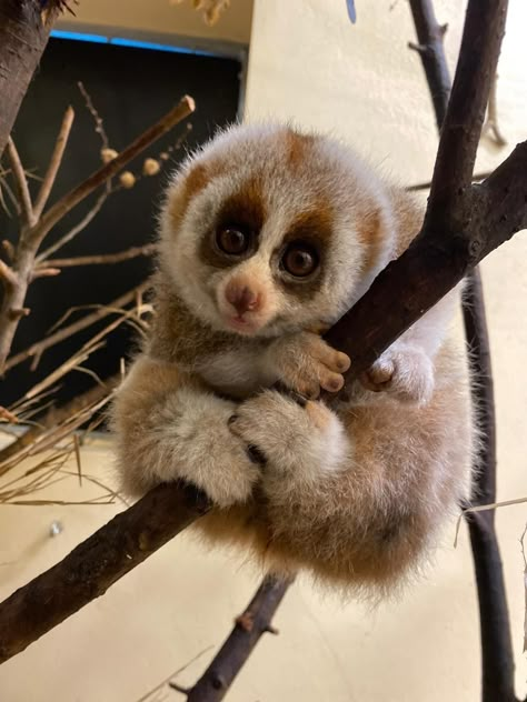 Loris Animal, Worlds Cutest Animals, Odd Animals, Cat Calico, Slow Loris, Karma Is A Cat, Animales Cute, Critters 3, Cute Animal Pics