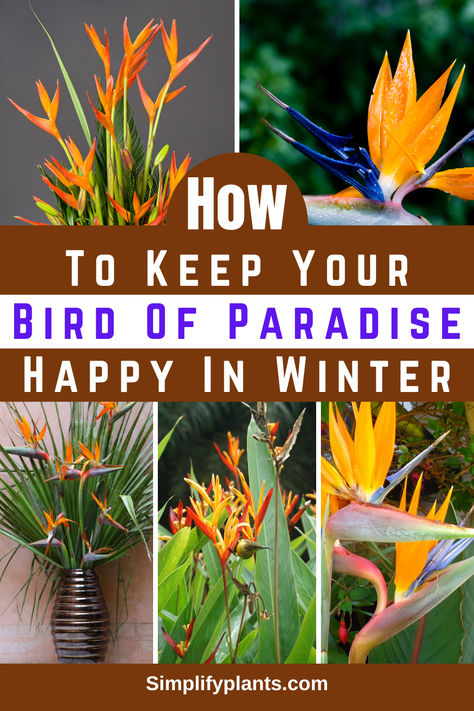 "Discover essential tips on how to keep your Bird of Paradise plant happy  during winter! Learn effective Bird of Paradise plant care strategies to  prevent common plant problems. Explore the best practices for growing Bird  of Paradise indoors, ensuring your indoor Birds of Paradise thrive. From  optimal light conditions to watering techniques, our Birds of Paradise care  tips will help your Paradise plant flourish even in colder months!" Bird Of Paradise Plant Indoor, Bird Of Paradise Plant Care, Paradise Landscape, Birds Of Paradise Plant, Bird Of Paradise Plant, Paradise Plant, Plant Problems, Winter Bird, New Environment