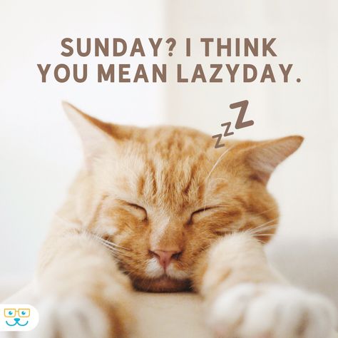 Sunday Cat Quotes, Pampering Quotes, Vet Medicine, Sunday Quotes, Cute Cats And Dogs, Book Humor, Happy Sunday, Pet Shop, Cool Cats