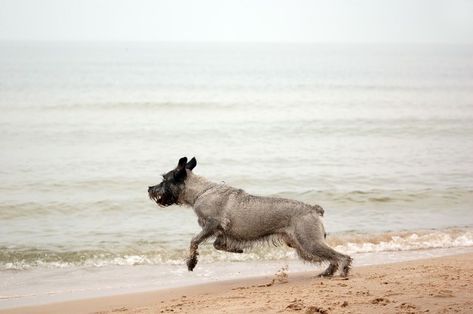 Cocker Spaniel, Jack Russell, Free Photo, Spaniel, Husky, Horses, Dogs, Animals