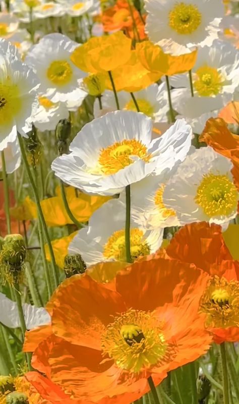 Poppy Flower Garden, Poppy Photography, English Garden Design, Flowery Wallpaper, Landscape Photography Nature, Wallpaper Nature Flowers, Gorgeous Flowers, Orange Crush, Beautiful Flowers Pictures