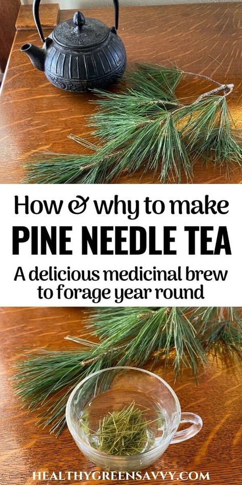 Pine needle tea (or pine tea) is an easy to forage medicinal brew that tastes great and has numerous health benefits. An anti-inflammatory and respiratory remedy, pine needle tea is a smart addition to your herbal tea rotation. #foraging #herbalism #plantmedicine #herbaltea #naturalremedies Cryptid Club, Pine Tea, Herb Remedies, Pine Needle Tea, Food Foraging, Healing Tips, Foraging Recipes, Medicinal Tea, Healing Remedies