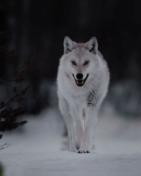 Gl Series, Wolf Clothing, Werewolf Aesthetic, Wolf Images, Wolf Photography, Wild Animals Pictures, Wolf Jewelry, Wolf Love, Wolf Pictures