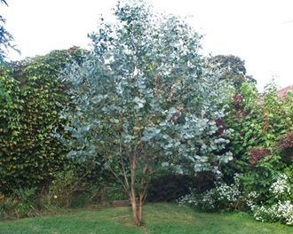 1000+ ideas about Eucalyptus Cinerea on Pinterest | Eucaliptus ... Silver Dollar Eucalyptus, Eucalyptus Tree, Garden Shrubs, Luxury Garden, Native Garden, Garden Trees, Landscaping Plants, Garden Cottage, Trees And Shrubs