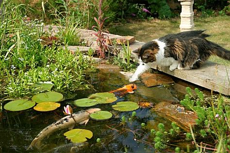 Cat trying to catch fish in a pond, this could happen if we get a fish pond Fish In Pond, Themed Garden, Turtle Pond, Starting A Vegetable Garden, Koi Fish Pond, Water Pond, Cat Pose, Fish Ponds, World Images