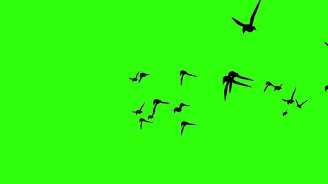 Bird flying effect display green cloth green screen keying movie effect display#pikbest# Crow Flying, Thank You Pictures, Sky Gif, Bird Flying, Dance Photography Poses, Animated Animals, Video Template, Dance Photography, Birds Flying