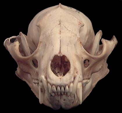 raccoon skull Outdoor Tattoo, Sambar Deer, Raccoon Skull, Swift Fox, Bear Mounts, Fox Skull, Bear Skull, Skull Anatomy, Skull Reference