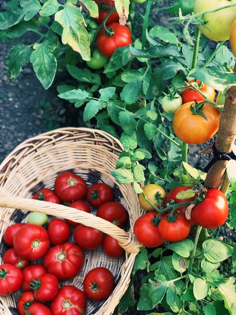 Tomato Garden Aesthetic, Tomato Aesthetic, Tomato Party, Tomato Girl Aesthetic, Italia Aesthetic, Tomato Girl Summer, Food Core, Late Summer Early Fall, Tomato Girl