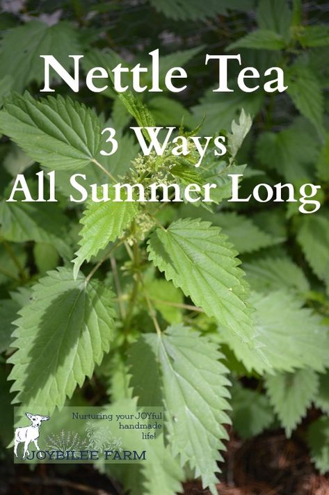 Nettle Tea Recipe, Nettle Tea, Herbal Recipes, Herbal Apothecary, Herbal Healing, Herbs For Health, Wild Edibles, Wild Food, Tea Garden