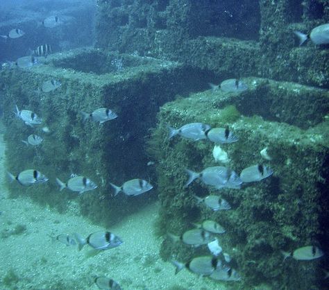 Artificial Reef Sustainable Design Blog: 18 New Artificial Reefs Coral Restoration, Reef Photography, Artificial Reef, Project Inspiration, Roof Garden, Sustainable Design, Hotels And Resorts, Mississippi, Banks