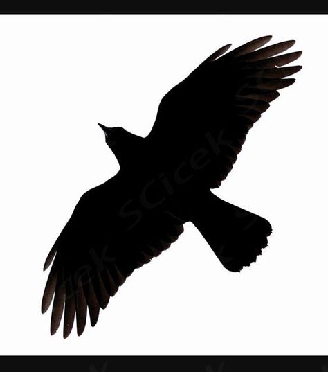 Crow tattoo Crow Outline, Raven Silhouette, Crow Silhouette, Bird Silhouettes, Crow Tattoo, Crow Bird, Black Crow, Bird Silhouette, Craft Art