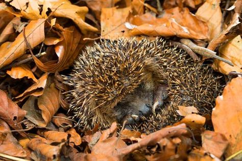 A hedgehog hibernates in a pile of leaves. Hibernating Animals, Pile Of Leaves, Animals That Hibernate, A Hedgehog, A Safe Place, Safe Place, Animals