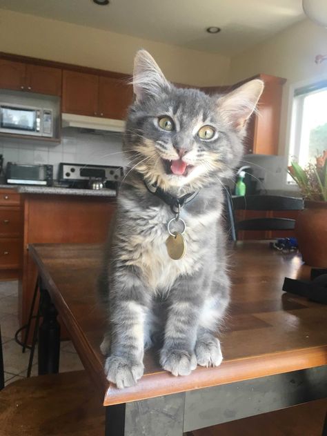 Meet Kika the 4 month old kitten! 4 Month Old Kitten, Kitty Kitty, Food Industry, Dog Food, Cat Lady, The 4, Landing Page, Kittens, Kitty