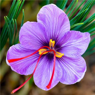 Grow Saffron, Crocus Sativus, Saffron Crocus, Allium Flowers, Purple Veins, Farm Nursery, Summer Plants, Hardy Perennials, Organic Seeds