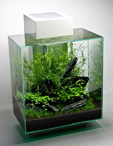 Fluval Edge II Klein Aquarium, Tanaman Air, Aquarium Terrarium, Nano Aquarium, Aquarium Landscape, Betta Tank, Nature Aquarium, Betta Fish Tank, Aquascape Aquarium