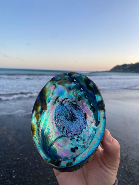 Abalone Shell Aesthetic, Abalone Shell Tattoo, Seashell Reference, Maori Aesthetic, Paua Shell Art, Abalone Pearl, Shell Tattoos, Painted Shells, Paua Shell