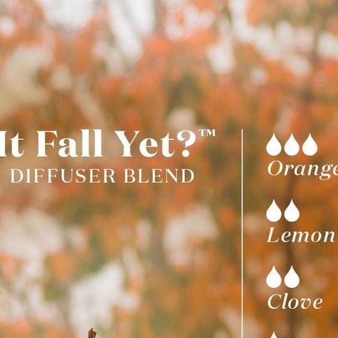 Young Living Essential Oils USA on Instagram: "Count down to fall with this diffuser blend! 🍁✨ Savor the cozy aroma of cloves, the citrusy burst of orange and lemon, and a hint of refreshing grapefruit.⁣ ⁣ Embrace the season before it arrives! Drop a "🍂" if you're ready for fall! ⁣ .⁣ .⁣ .⁣ .⁣ .⁣ #FallIsComing #DiffuserBlend #EssentialOils" Young Living Fall Blends, Fall Diffuser Blends Young Living, Orange Essential Oil Blends, Diffuser Blends Young Living, Fall Essential Oil Blends, Fall Essential Oils, Fall Diffuser Blends, Coastal Fall, Orange Clove