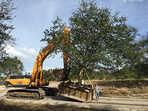 Tree Transplanting, Urban Forestry, Eco City, Specimen Trees, Tree Images, Tall Trees, University Campus, Big Tree, Tree Stand