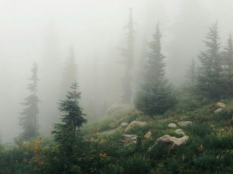 ... Forest Oregon, Alpine Forest, Misty Mountains, Foggy Forest, Mt Hood, Early Mornings, Forest Art, Beautiful Places Nature, Pine Forest