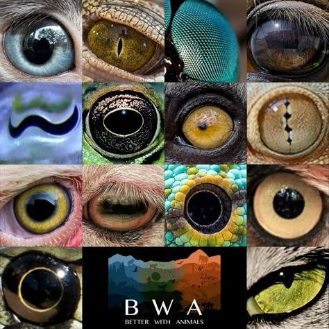 Biology Classroom Ideas, Pencil Shading Techniques, Macro Fotografie, World Animal Day, Different Creatures, Animal Day, Different Types Of Animals, Art Plan, Animal Eyes